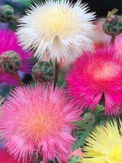 สวีทสุลต่าน (Sweet Sultan / Centaurea Imperialis) คละ / 20 เม็ด (UK)