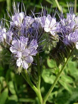 ฟาซิเลีย (Lacy Phacelia / Purple Tansy) / 250 เม็ด (USA)