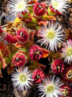 คอมม่อน ไอซ์แพล้นท์ (Common Iceplant / Crystalline Ice Plant) / 700 เม็ด (UK)*