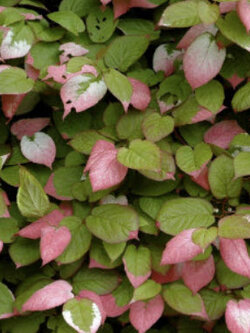 โคโลมิคต้า หรือกีวีใบด่าง (Kolomikta) / 20 เม็ด (UK)*