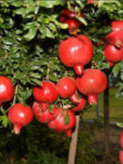 ทับทิม แองเจิ้ล เรด (Angel Red Pomegranate) ดีที่สุดในโลก / 10 เม็ด (UK)*