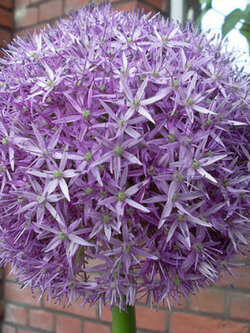 เปอร์เซียน สตาร์ (Star of Persia) / 5 เม็ด (France)