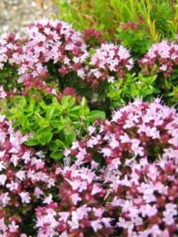 ออริกาโน (Oregano) / 5,000 เม็ด (France)