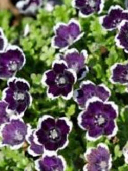 เนโมฟีลา - เพนนี แบล็ค (Nemophila - Penny Black) / 300 เม็ด (UK)*