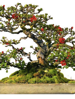 ควินซ์ญี่ปุ่น (Japanese Quince) / 10 เม็ด (UK)*