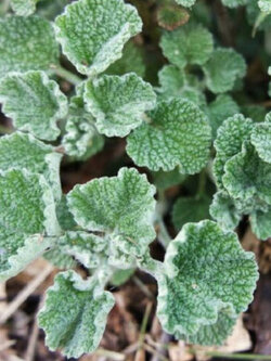 ฮอร์ฮาวด์ (Horehound) ขาว / 50 เม็ด (France)