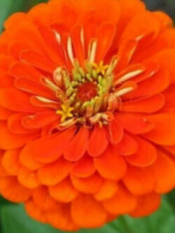 บานชื่น สีส้ม (Zinnia Queen Orange) ดอกซ้อน / 50 เม็ด (Ukraine)*