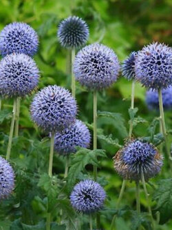 โกลบ ธิสเซิล (Globe Thistle) / 100 เม็ด (S'pore) *