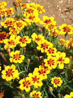 ดาวเรืองฝรั่งเศส (French Marigold-Dainty Marietta) / 400 เม็ด (UK)