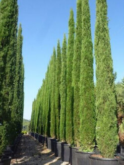 สนเมดิเตอเรเนียน ไซเปรส หรือสนดินสอ / 50 เม็ด (Portugal) *