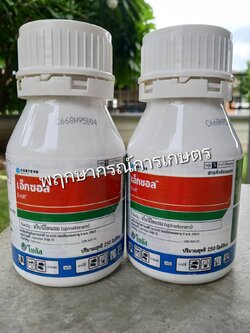 เอ็กซอล