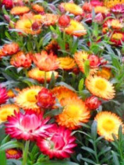 ดอกกระดาษ หรือสตรอ ฟลาวเวอร์ (Straw flower - Tom Thumb) ต้นเตี้ย คละ / 800 เม็ด (UK)*