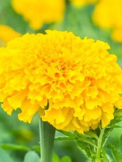 ดาวเรืองอัฟริกัน - แมรี่ เฮเลน (African Marigold - Marry Helen) เหลือง / 35 เม็ด (UK)