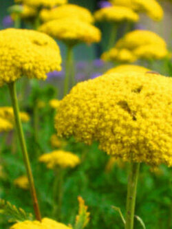 ยาร์โรว์ คลอท ออฟ โกลด์ (Yarrow - Cloth of Gold) / 3,100 เม็ด (UK)*