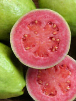 ฝรั่งแอปเปิ้ล (Apple Guava) / 10 เมล็ด (France)