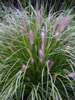 หญ้าน้ำพุจีน (Chinese Fountain Grass) / 100 เม็ด (France)*