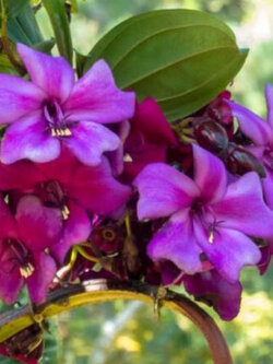 เมเรียเนีย โนบิลิส (Meriania Nobilis) / 10 เม็ด (Portugal)