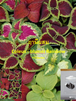 ฤาษีผสมแฟนซี (Coleus - blumei Rainbow) / 100 เม็ด (France)*
