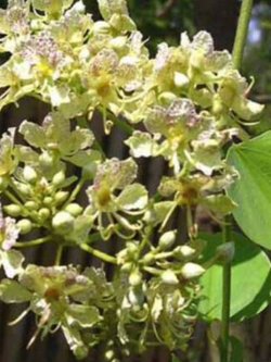 กล้วยไม้ต้น (Orchid Tree / Bauhinia Retusa) / 5 เม็ด (Italy)*