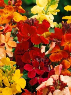 วอลล์ฟลาวเวอร์ (Wallflower - My Fair Lady) / 300 เม็ด (UK)*