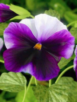 แพนซี่ บลู วิงก์ (Pansy Blue Wings) / ซอง 30 เม็ด (A288)