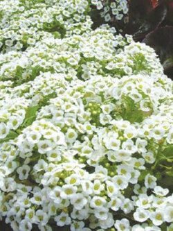 สวีท อลิสซั่ม หรือ อลิสซั่ม (Sweet Alyssum) / 600 เม็ด (France)