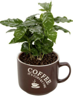 กาแฟ อาราบิก้า (Arabica coffee) / 10 เม็ด (UK)*