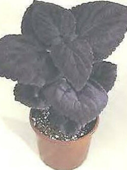 ฤาษีผสม ใบดำ (Coleus Giant Exhibition Palisandra) / 10 เม็ด (UK)* หายาก