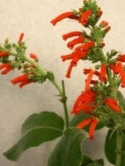 ซินนิงเกีย (Sinningia / Leather Leaf Gloxinia) / 50 เม็ด (UK)*