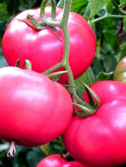 มะเขือเทศราสเบอรี่ (Raspberry tomato) / 150 เม็ด (UK)