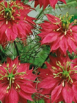 รักในสายหมอก (Love in a Mist) สีแดง / 40 เม็ด (Ukraine)