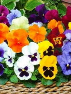 แพนซี คละไวโอลา (Pansy & Viola) / 1,600 เม็ด (UK)