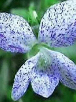 ไวโอลากระ (Viola Sororia Freckles) / 10 เม็ด (USA)