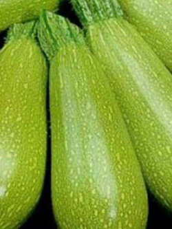 ซูกินี่ (Courgette Bolognese) / 30 เม็ด (UK)