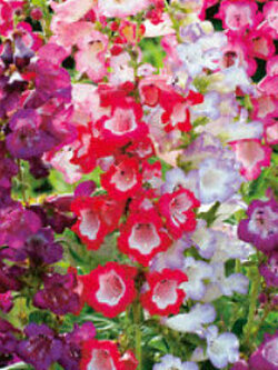 เพนสตีมอน (Penstemon - Sensation / Beardtongue) คละ / 1,200 เม็ด (UK)*
