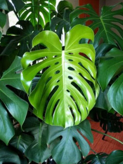 มอนสเตร่า ไจแอนท์ (มอนไจแอนท์) / 5 เม็ด (USA)*