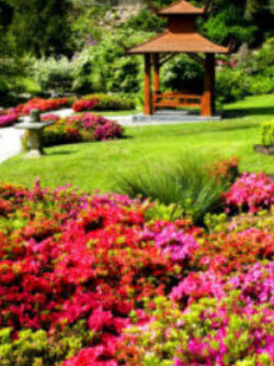 ชุดรวมไม้ดอกจัดสวนญี่ปุ่น / น.น. 0.5 กรัม (UK)*