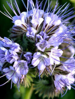 ฟาซิเลีย (Lacy Phacelia / Purple Tansy) / 250 เม็ด (Croatia)