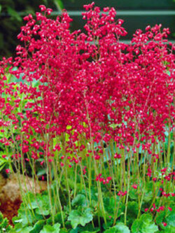 ฮิวเชร่า (Heuchara Sanguinea) สีแดง / 2,700 เม็ด (UK)*