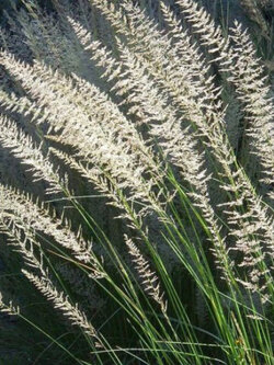 หญ้าบิ๊กมูลี่ (big muhly / Lindheimer's Muhly) / 50 เม็ด (Poland)