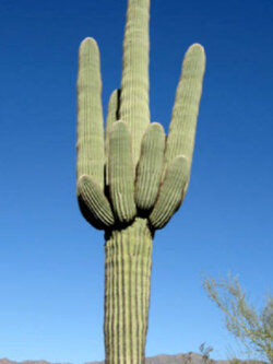 ซากัวโร หรือแคคตัสยักษ์ (Saguaro / Giant Cactus) / 20 เม็ด (Spain)*