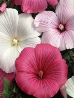 ชบาฝรั่ง (Rose Mallow) คละ / 100 เม็ด (USA)*