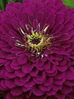 บานชื่น (Zinnia Purpurnaya) ดอกซ้อน สีม่วง ต้นเตี้ย / 50 เม็ด (Ukraine)*