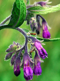 คอมเฟรย์ (Comfrey) / 10 เม็ด (France)