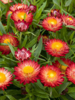 ดอกกระดาษ หรือสตรอ ฟลาวเวอร์ (Straw flower - Scarlet Red) / 900 เม็ด (UK)*