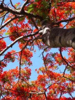 เพลิงภาณุ (Illawarra Flame Tree) / 5 เม็ด (Portugal)*