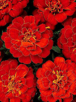 ดาวเรืองฝรั่งเศสซ้อนสีแดง (French Marigold - Double Brocade Red) / 350 เม็ด (UK)*