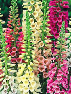 ถุงมือจิ้งจอก หรือ ดิจิทาลิส (Foxglove / Digitalis - Dwarf Foxy) คละ / 10,000 เม็ด (UK)*