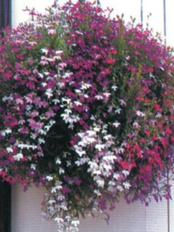 โลบีเลีย-ฟาวน์เท่น (Lobelia - Fountain) คละ / 5,000 เม็ด (UK)*