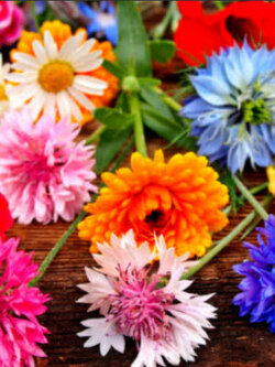 ชุดรวมไม้ดอกและไม้ดอกสมุนไพร / น.น. 0.6 กรัม (UK)*